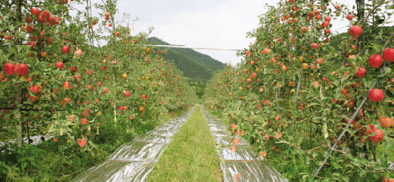 과수원