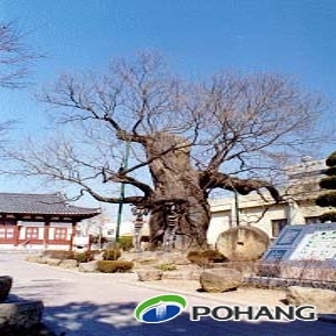 회화나무에 대한 관광정보입니다.