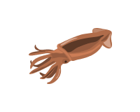 건조(반건) 오징어